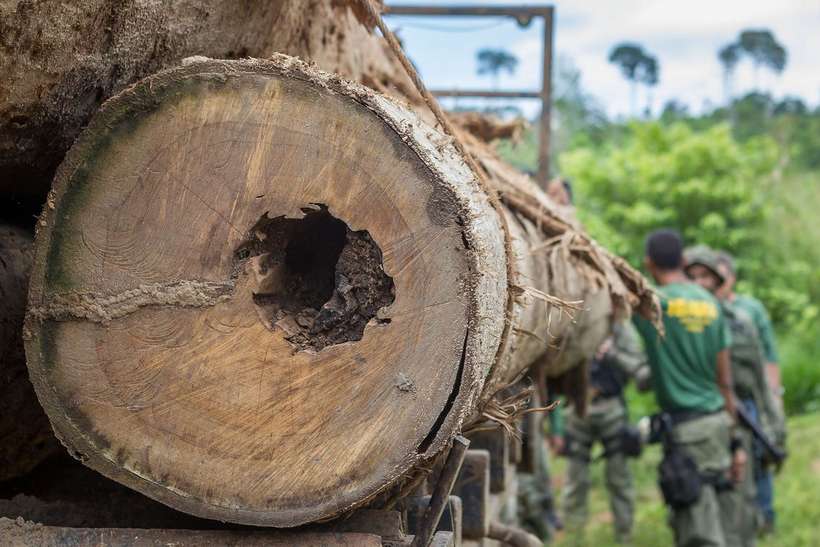 Desmatamento na Amazônia cresce 29,5% em um ano, apontam dados do Inpe
