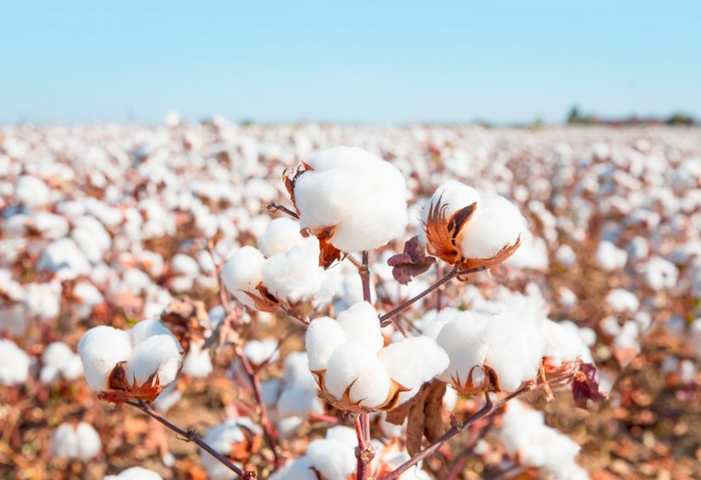 Mato Grosso do Sul deve perder 8% da área de algodão para o milho safrinha e soja