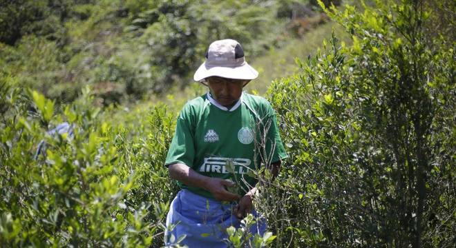 Plantadores de coca na Bolívia criam esperanças com crise política