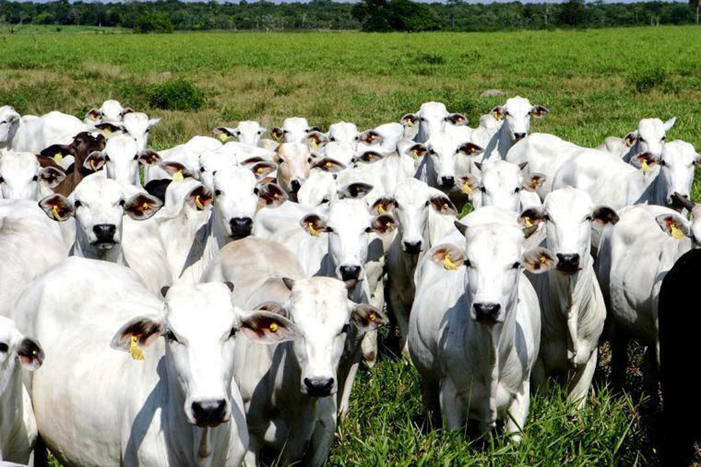 Programa Precoce MS reduz tempo de abate de bovinos em 17 meses e paga R$ 75 milhões aos pecuaristas