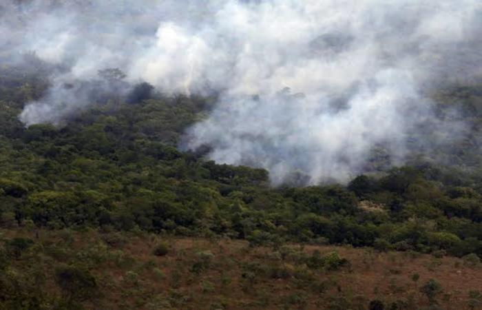 Desmatamento na Amazônia cresce 104% em novembro