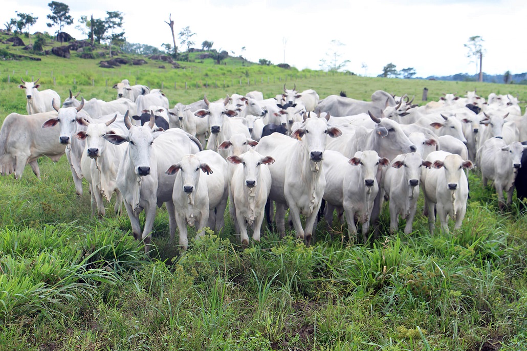 Com Precoce MS, produtor rural melhora nutrição animal e valoriza produção