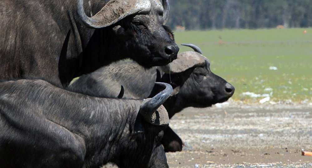 Corumbá: Mulher sai para colher lenha e é atacada por manada de búfalos