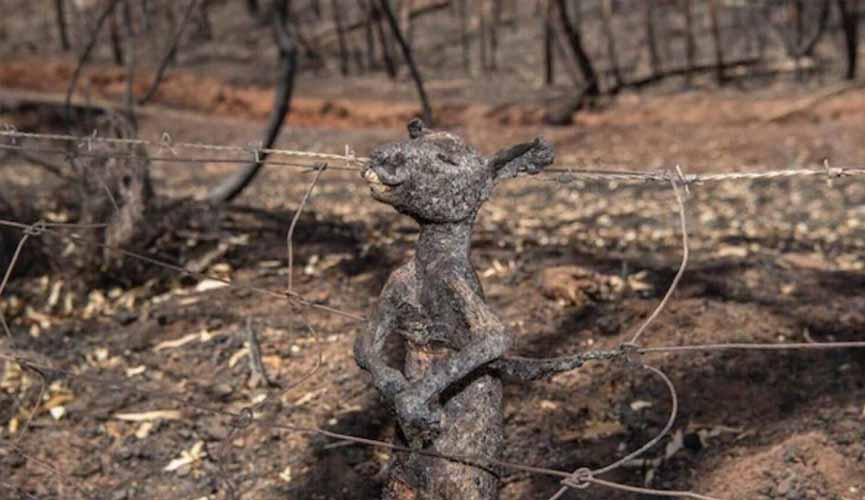 Foto de canguru carbonizado em onda de incêndios na Austrália emociona internautas