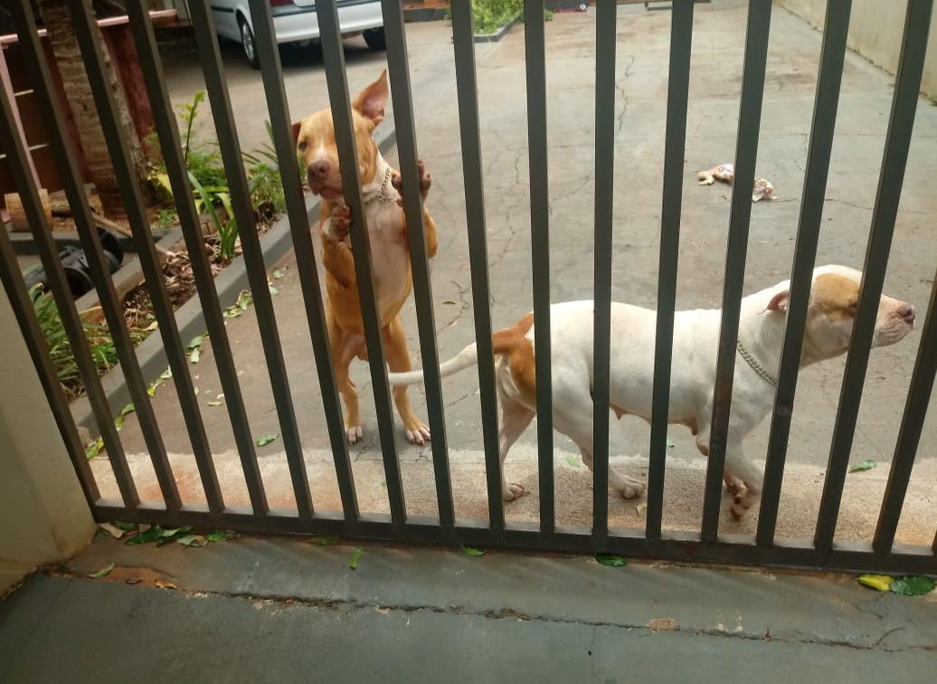Polícia Civil elucida furto de cachorros em Nova Andradina