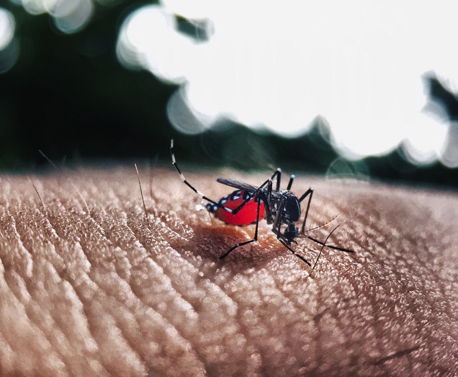 Ministério da Saúde diz que 11 estados poderão ter surto de dengue em 2020