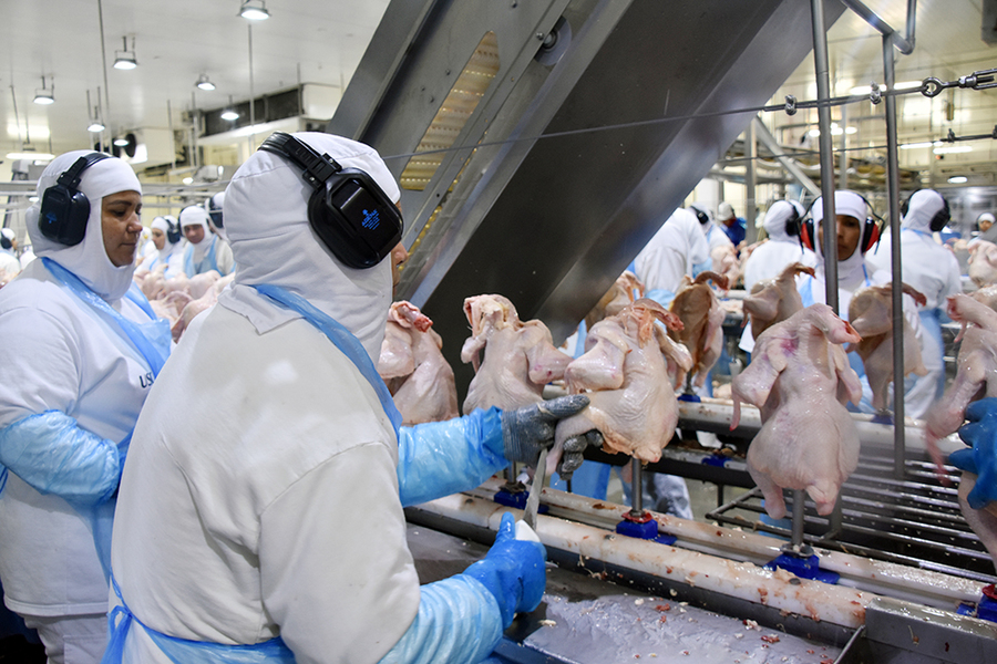 Celulose e carnes alavancam exportação da indústria de Mato Grosso do Sul em 2019