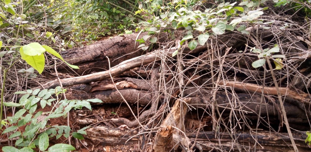 Polícia Militar Ambiental de Campo Grande autua campo-grandense em R$ 11 mil por desmatamento ilegal de vegetação nativa de cerrado