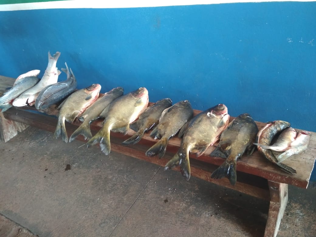 Polícia Militar Ambiental de Dourados prende e autua pescador em R$ 1,2 mil por captura de 21 kg de pescado durante piracema