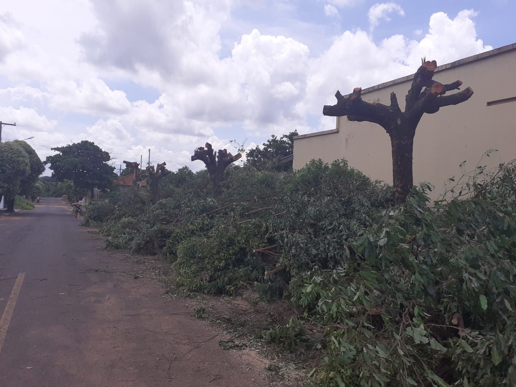 Polícia Militar Ambiental autua professora em R$ 2,6 mil por danificar sete árvores em logradouro público