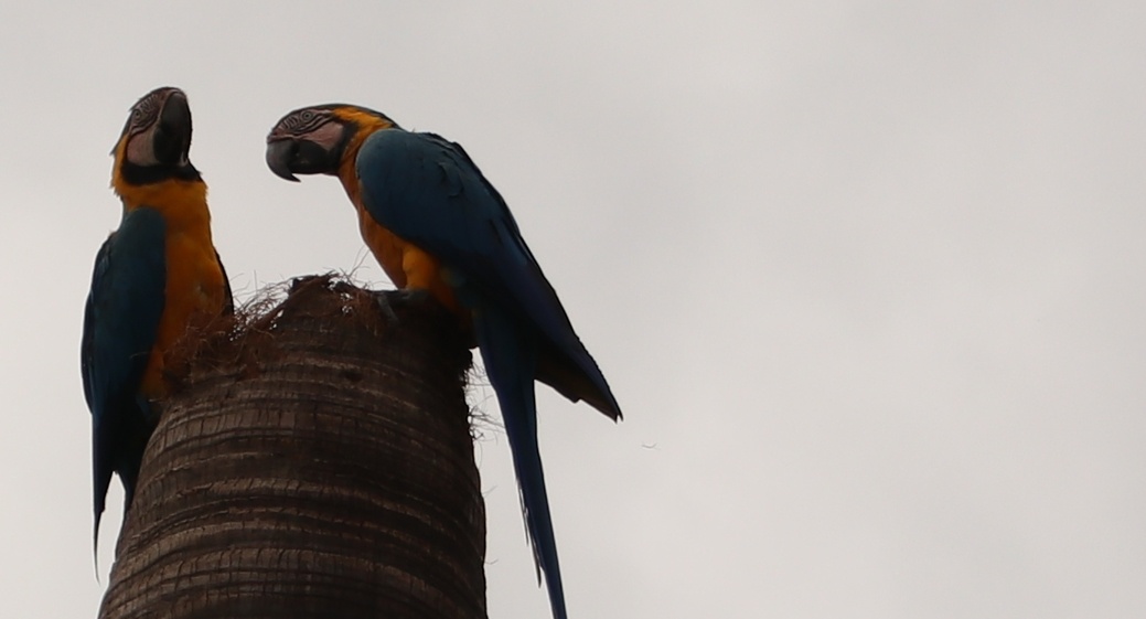 Campo Grande 123 anos: Capital sul-mato-grossense tem mais de 400 aves catalogadas