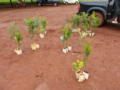Prefeitura Municipal promove plantio de mudas frutíferas na APA do Ceroula