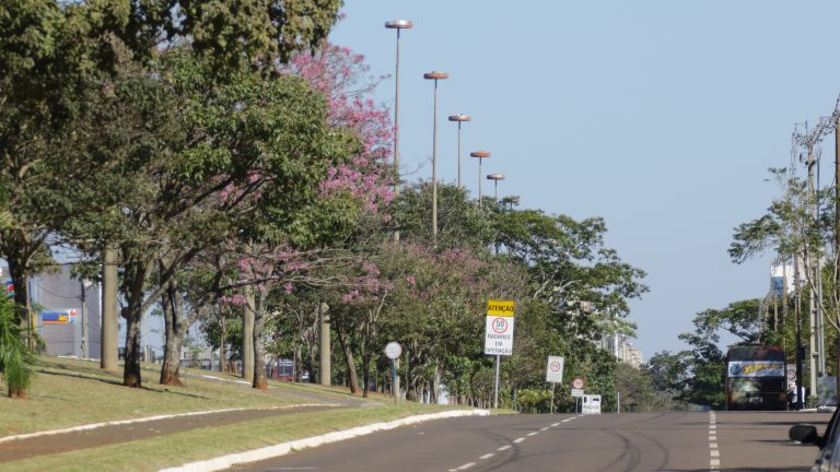 Destaque na arborização, Campo Grande vai receber congressos e campeonatos internacionais na área