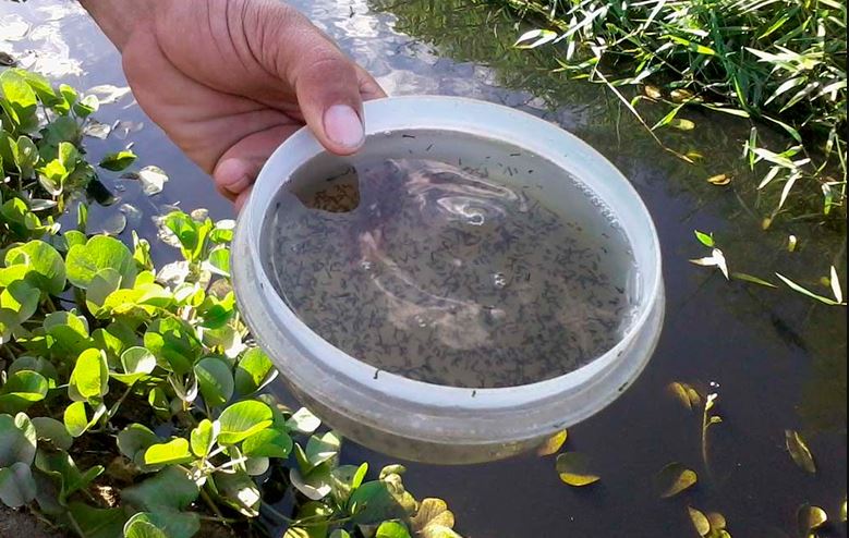 Pesquisa mostra que substância encontrada em água contaminada pode ajudar na reprodução do mosquito da dengue