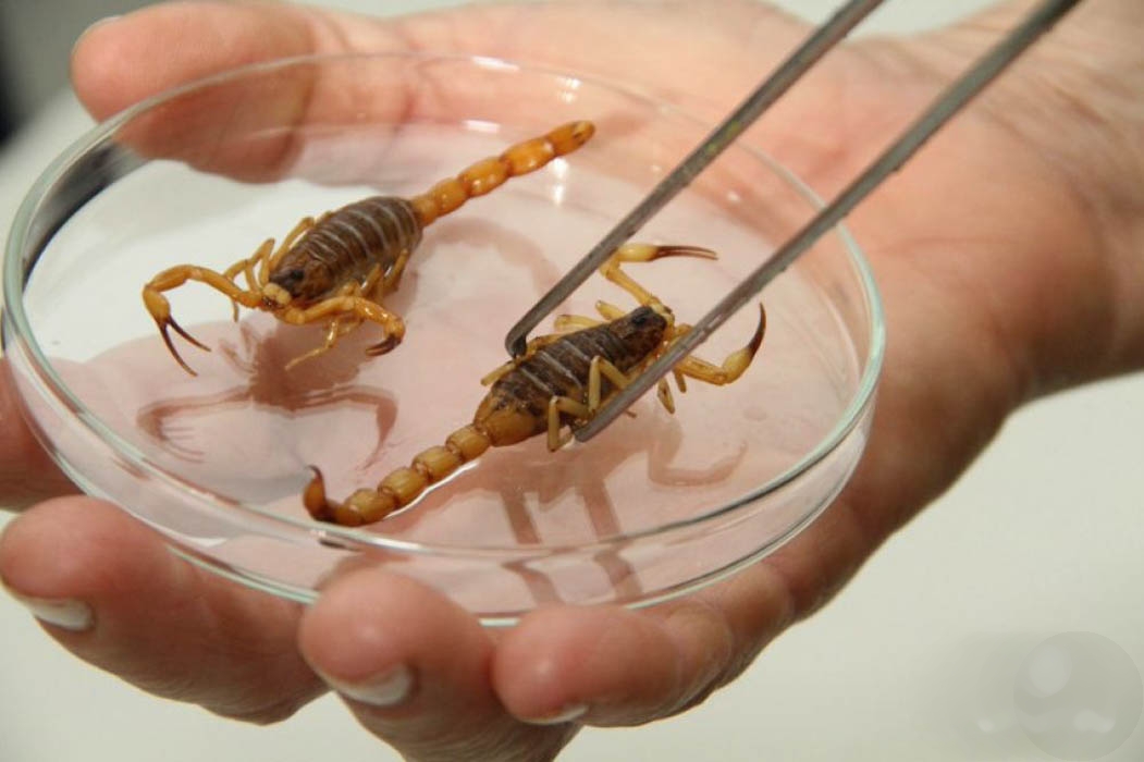 Escorpiões e mosquitos: como evitar essas e outras pragas urbanas que aparecem no verão