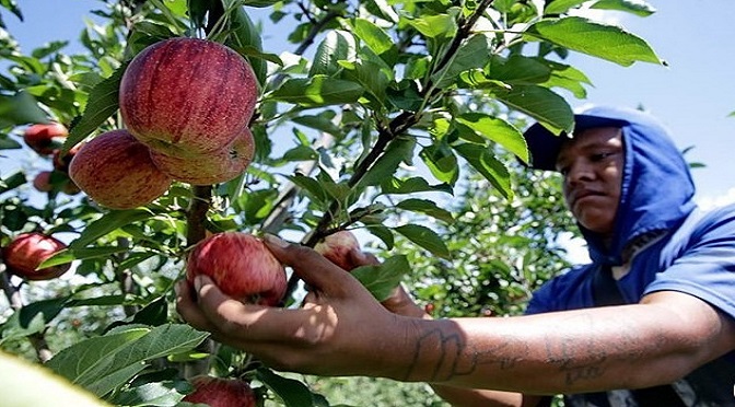 Empresas de SC e RS contratam 5 mil indígenas do Estado para a colheita da maçã
