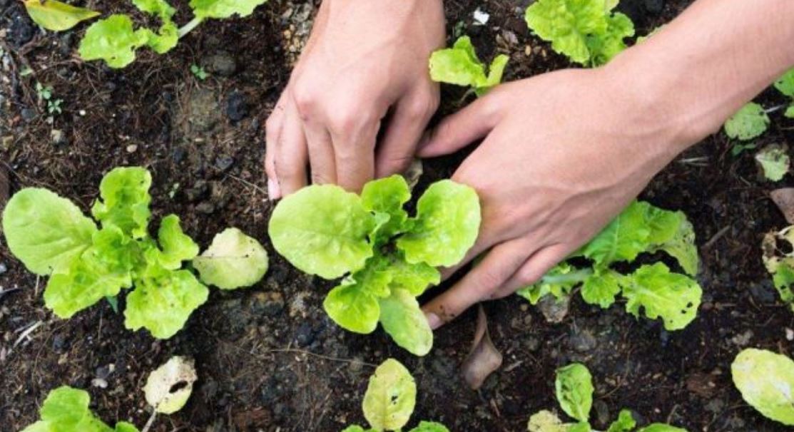 Aquidauana: Está aberta a inscrição para o curso gratuito de Cultivo Orgânico de Hortaliças
