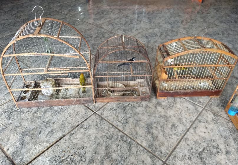 PMA autua infrator por maus-tratos ao deixar cachorros e aves silvestres criadas ilegalmente