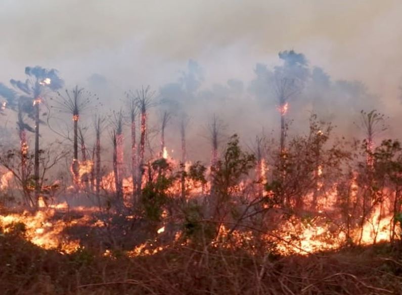 Estiagem: Mato Grosso do Sul reforça as ações para prevenir incêndios