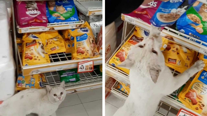 México: Gato abandonado guia mulher ao supermercado e mostra-lhe o que quer comer