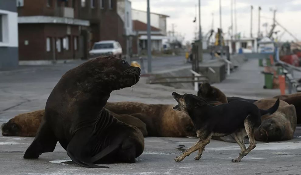 Leões-marinhos ganham as ruas de balneário argentino em quarentena