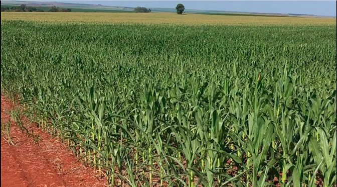 Estiagem pode impactar produtividade do milho e reduzir previsão da supersafra