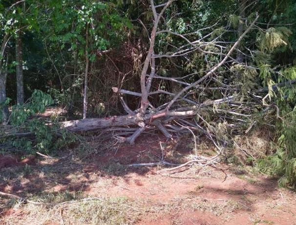 Polícia Militar Ambiental de Coxim autua comerciante em R$ 13 mil por derrubar grande quantidade de árvores para exploração da madeira ilegalmente