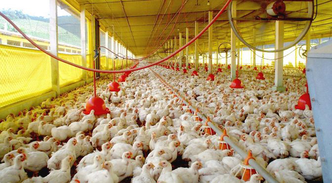 Superávit de MS atinge US$ 979 milhões com exportações de celulose, soja e carne de aves