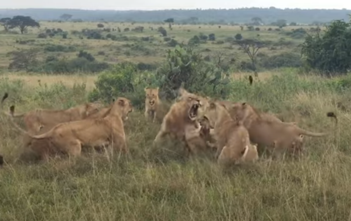 Leão é cercado e atacado violentamente por alcateia de leoas no Quênia