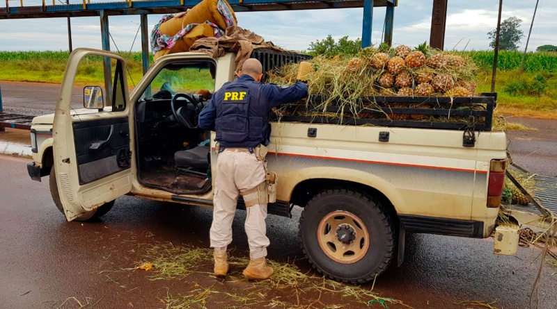 PRF apreende 179,6 Kg de maconha escondidos sob carga de abacaxis em Ponta Porã