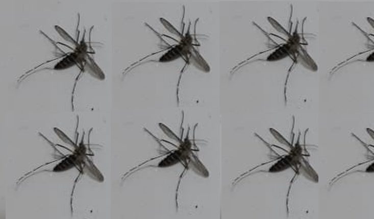 São Gabriel do Oeste: Ações de combate à dengue começam nesta segunda (08)