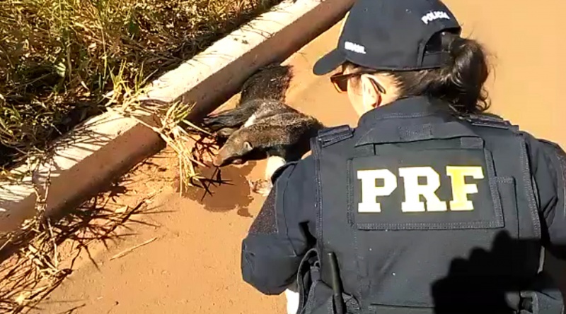 PRF resgata filhote de tamanduá ferido na BR-158