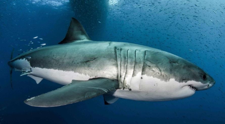 Tubarão gigante surge do nada e causa pânico entre pescadores