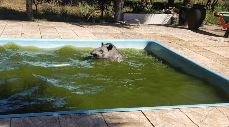 Anta de quase 300 kg é resgatada em piscina de chácara na Capital – vídeo