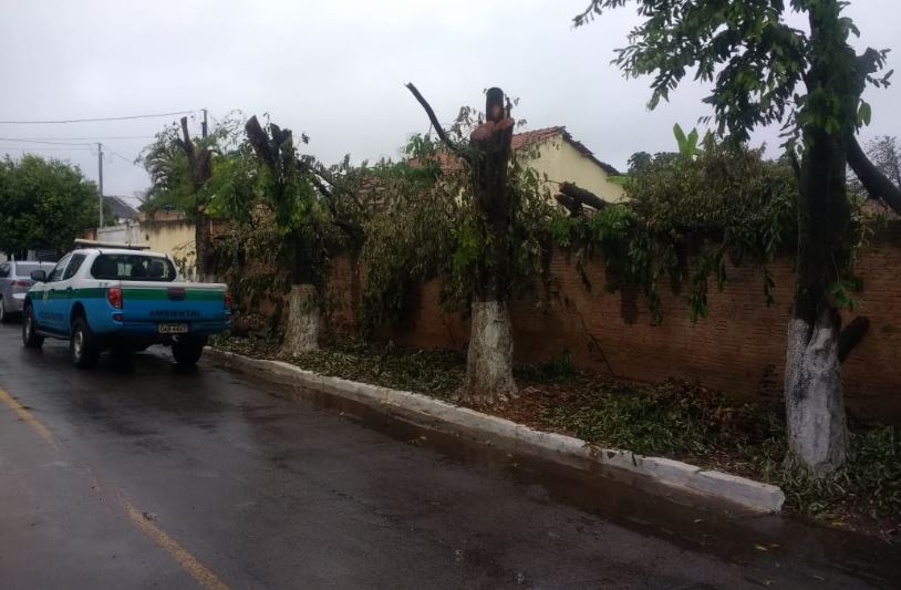 PMA autua infrator por danificar quatro árvores em logradouro público