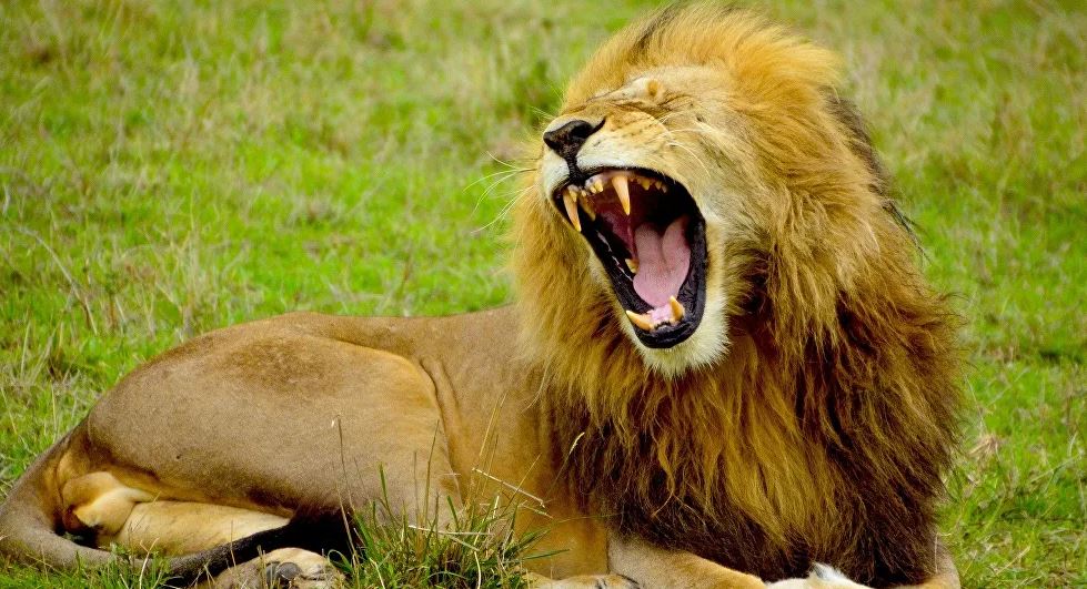 Em safári na África, turista abre janela para acariciar leão e quase vira refeição