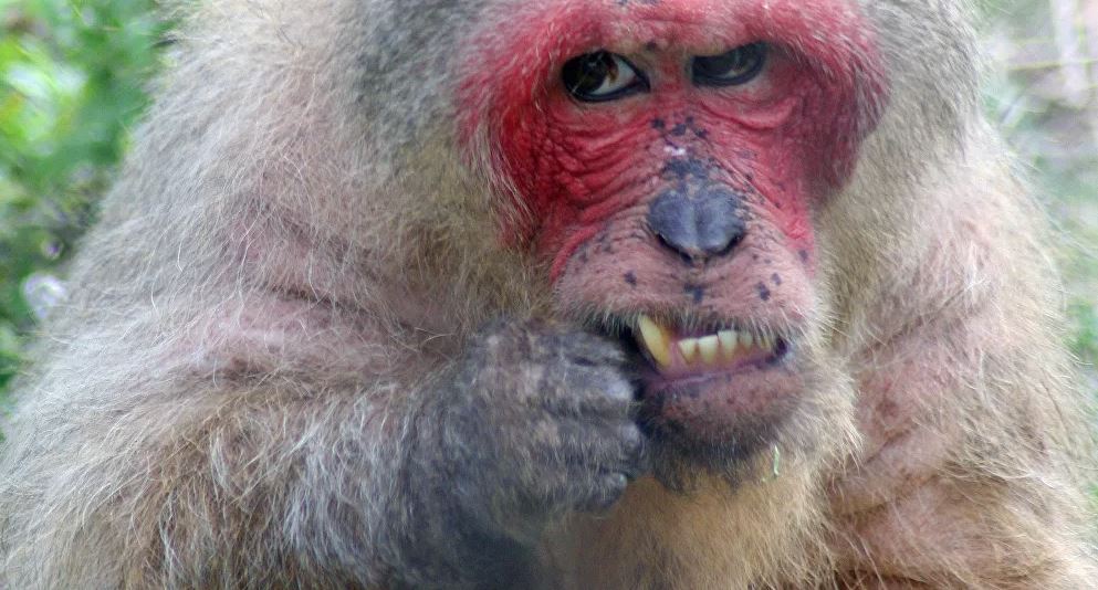 Índia: Macaco alcoólatra acaba em ‘prisão perpétua’ por ferir mais de 250 pessoas e matar 1