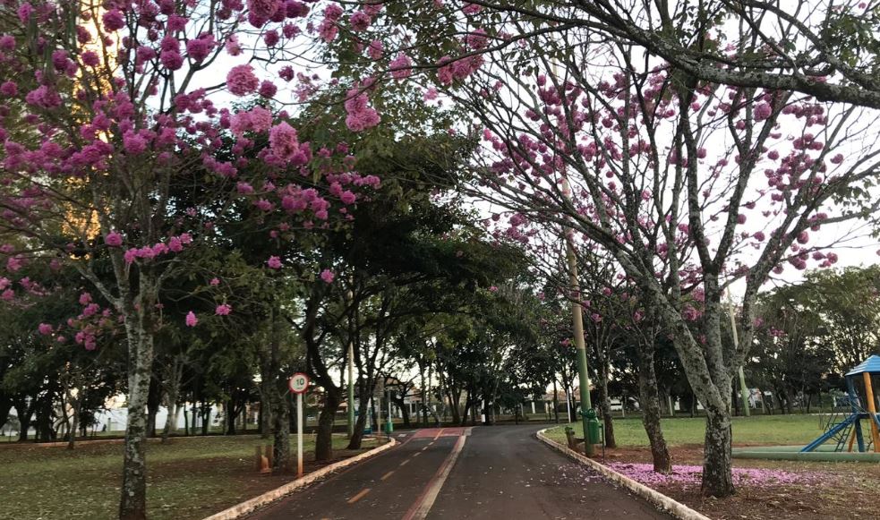 Campo Grande ganha um colorido especial com a florada dos ipês