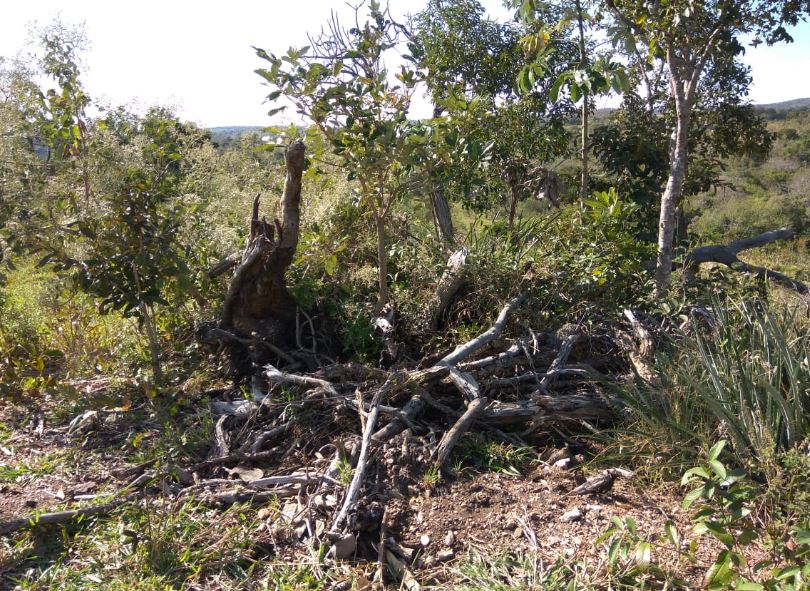 PMA autua infratora por desmatamento ilegal de vegetação nativa