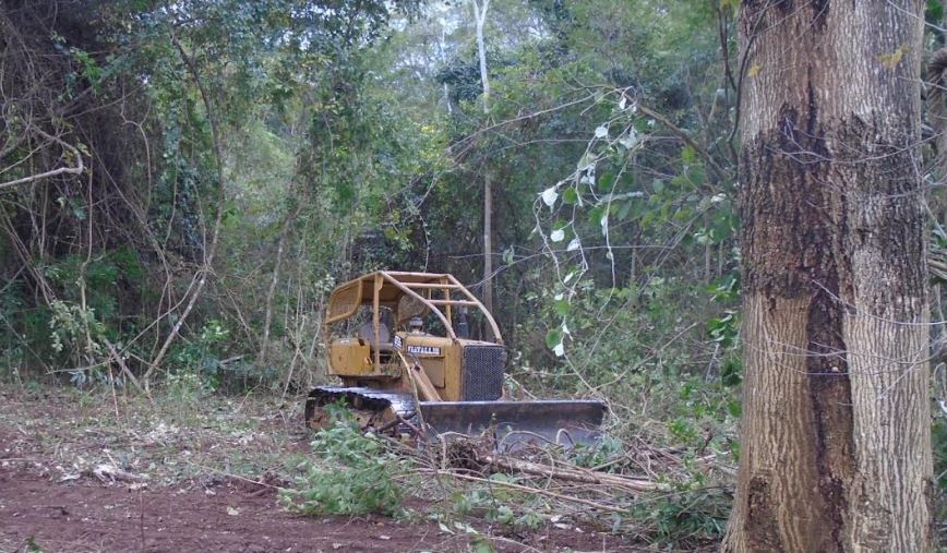 PMA flagra desmatamento ilegal e derrubada de vegetação nativa
