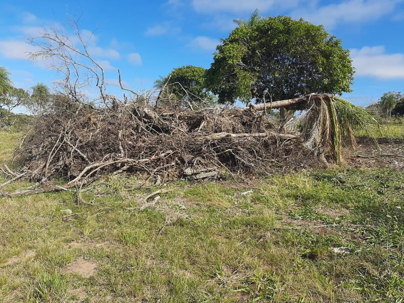 PMA autua infrator por derrubada ilegal de árvores para exploração de madeira