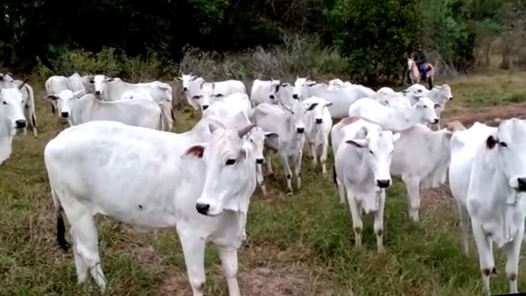 SAD anuncia leilão presencial de 38 bovinos da raça Nelore