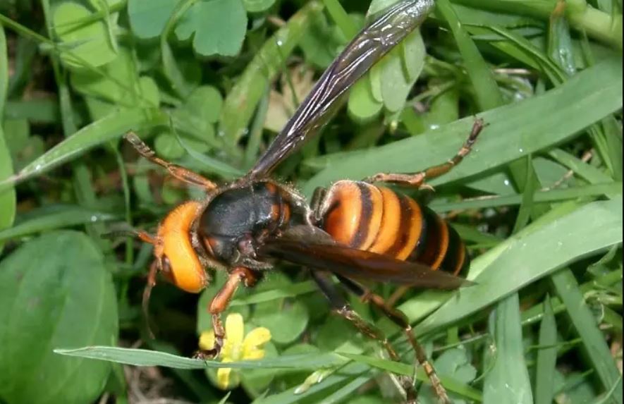 Espanha: Homem morre após ataque de vespas asiáticas enquanto cortava gramado