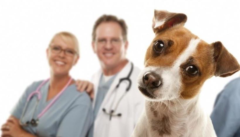 CRMV-MS alerta médicos veterinários sobre sedativos e anestésicos que podem ser solicitados pela Secretaria de Saúde
