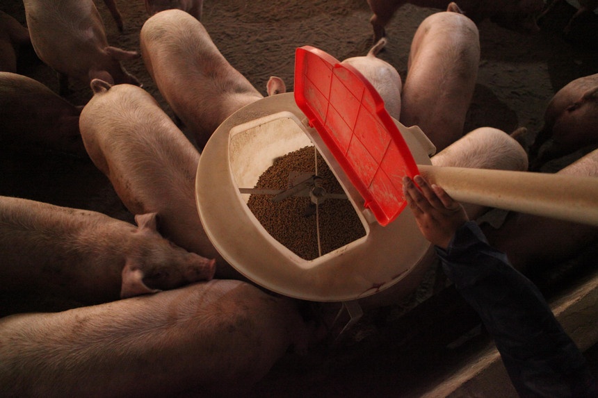 China minimiza perigo de nova pandemia a partir de vírus descobertos em porcos