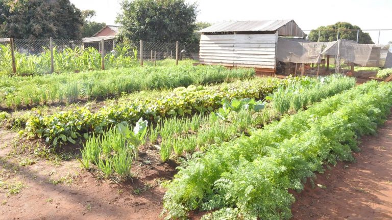 Durante pandemia, alunos de escola agrícola fazem horta para manter aprendizado