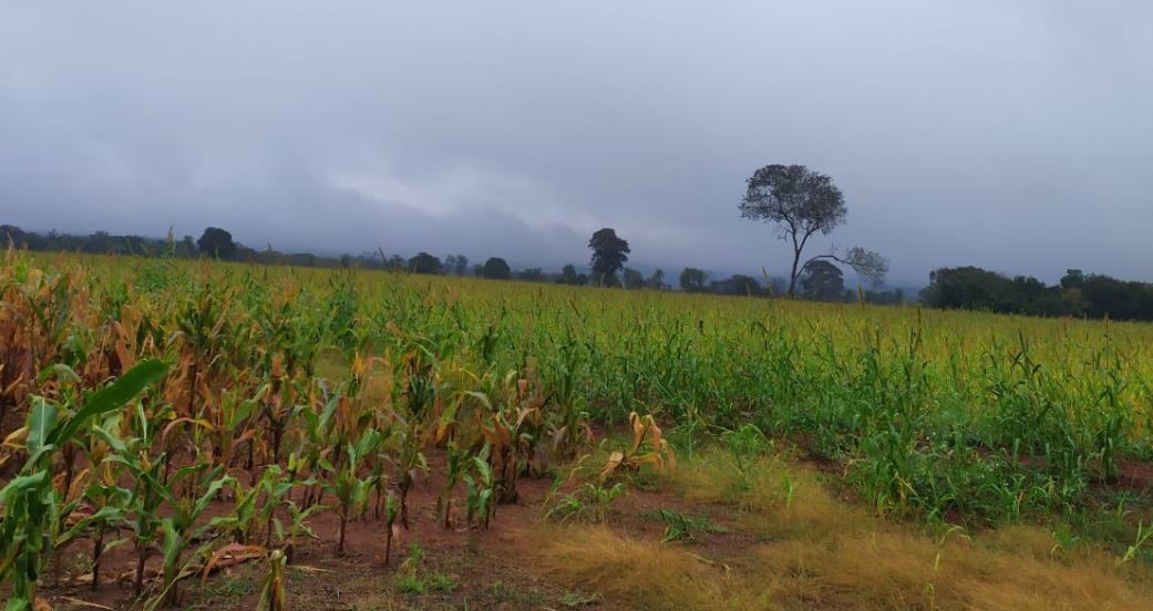 PMA autua responsáveis de fazenda por desmatamentos ilegais para plantio de lavoura e pastagem