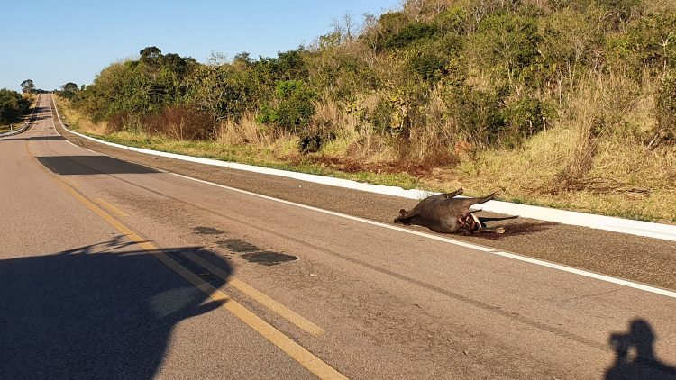 Animais continuam sendo mortos na rodovia 359 entre Coxim a Alcinópolis