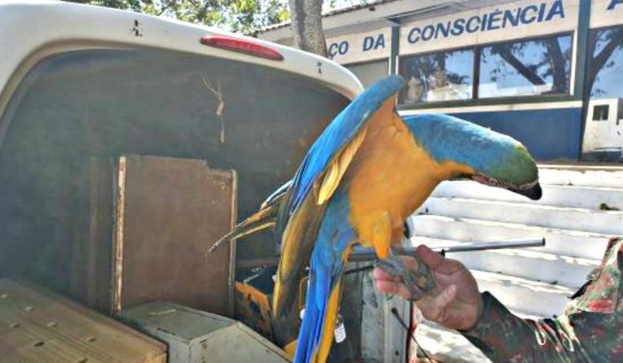 PMA de Campo Grande recolhe arara, maracanã e periquito feridos por cerol