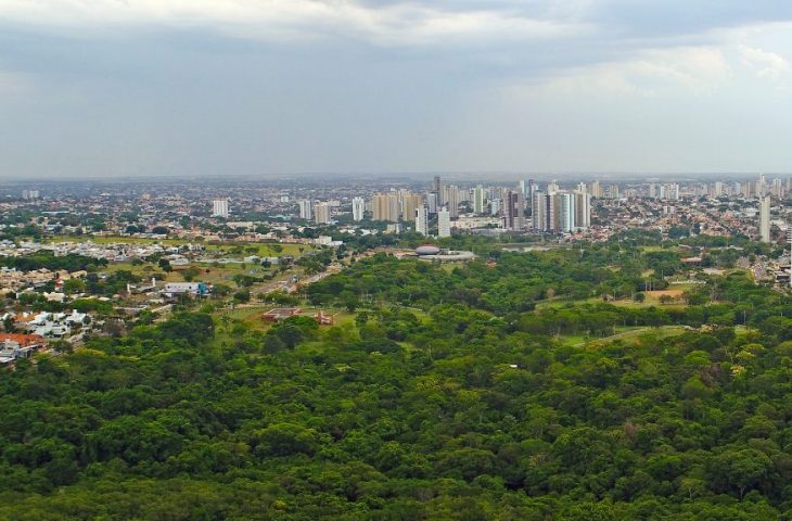 Floresta urbana: em Campo Grande para cada 5 habitantes há uma árvore
